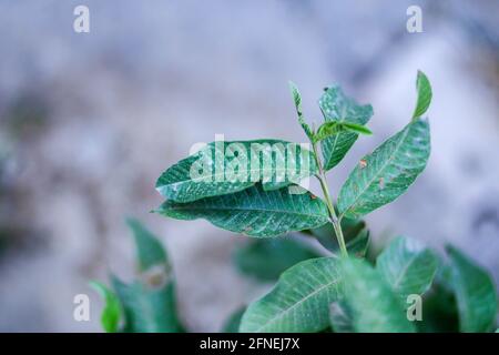 Immagine ravvicinata di foglia di guava Foto Stock