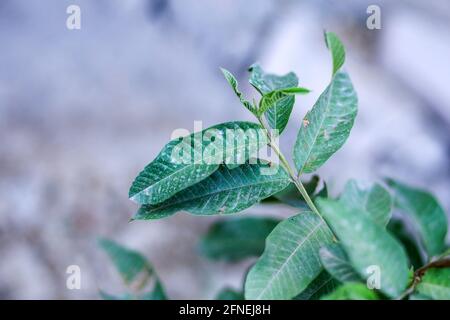 Immagine ravvicinata di foglia di guava Foto Stock