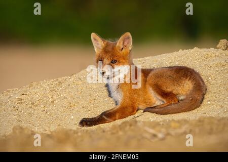 La volpe rossa del bambino che giace sulla sabbia nel sole estivo della sera. Foto Stock