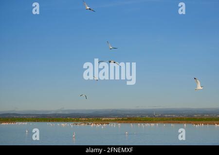 Gabbiani, fenicotteri rosa e altri uccelli che volano su un lago salato a Palavas les Flots, vicino a Carnon Plage, Montpellier, Occitanie, Francia meridionale Foto Stock