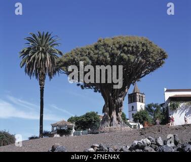 Di fronte alla chiesa di San Marcos in Icod de los Vinos c'è un albero di drago di 3000 anni [traduzione automatizzata] Foto Stock