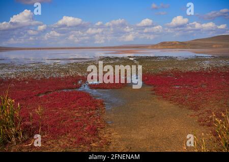 Panorama del lago salato rosa Koyashskoe nel National Opuk riserva nella Crimea in estate Foto Stock