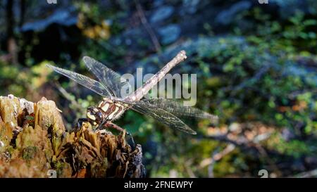 La Nuova Zelanda Gigante Dragonfly. La più grande libellula della Nuova Zelanda arroccata su una groppa che prende il sole e si riscalda facendo vibrare le ali. Foto Stock