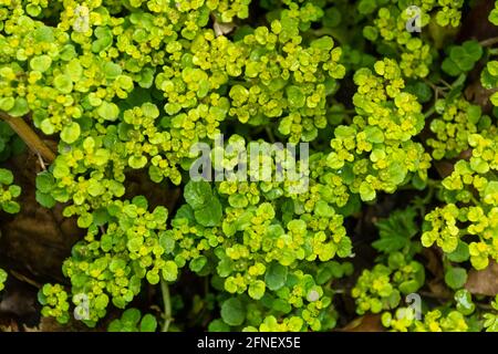 Sassifragio dorato di lievito opposto (Chrysosplenium oppositifolium), una pianta fiorente della famiglia Saxifragaceae, a maggio o a primavera, Regno Unito Foto Stock