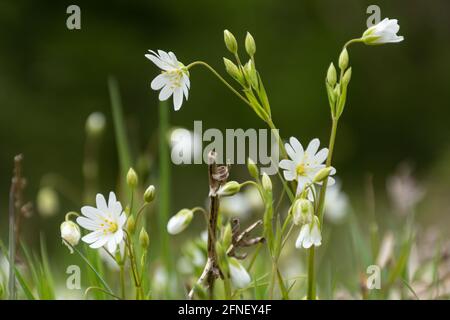 Greater stitchwort (Rabelera hologea) fiori selvatici fioriti sull'habitat dei boschi in Hampshire, Inghilterra, Regno Unito, nel mese di maggio Foto Stock