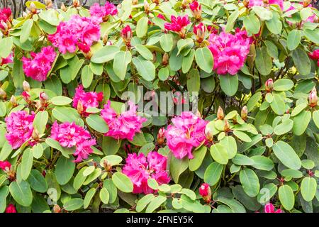 Rododendro fiorito rosa Foto Stock