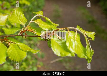 Giovani foglie di faggio fresco appena aperto a maggio, primavera, Regno Unito. Faggio (Fagus sylvatica) dettaglio Foto Stock