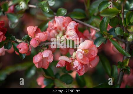 Chaenomeles × superba 'Color Trail' fiori di mela cotogna fioriti, famiglia: Rosaceae Foto Stock