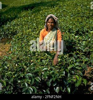 Raccolta su una piantagione di tè negli altopiani di Nuwara Elia. [traduzione automatizzata] Foto Stock