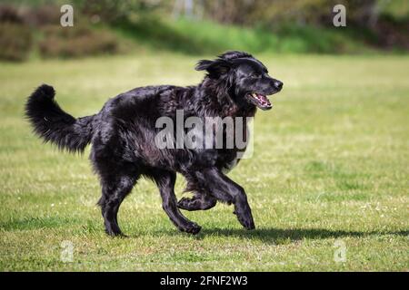 Hovawart in esecuzione Foto Stock