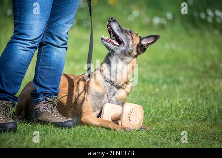 Belga Shepherd Dog (Malinois) sul posto del cane Foto Stock