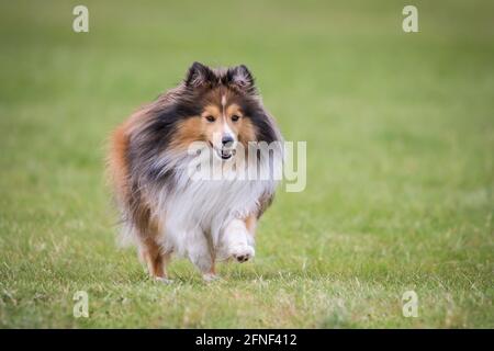 Sheltie (Shetland Sheepdog) Foto Stock