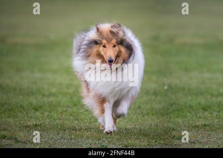 Collie Rough Foto Stock