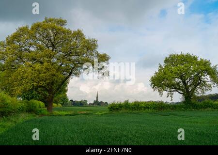 Campi di grano fiancheggiati da siedgerow e alberi con foglie di primavera e chiesa all'orizzonte sotto il cielo luminoso a Dalton Sud, Yorkshire, Regno Unito. Foto Stock