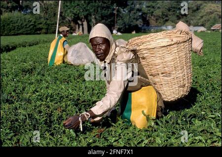 Un operaio di giorno raccoglie le foglie di tè su una piantagione vicino a Kerico, la più grande area di coltivazione del tè del Kenya. [traduzione automatizzata] Foto Stock