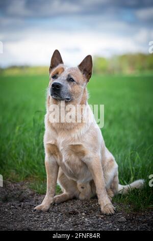 Miniature pinscher Foto Stock