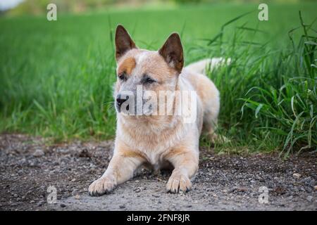 Miniature pinscher Foto Stock