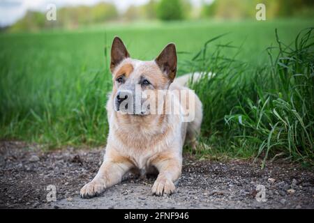 Miniature pinscher Foto Stock