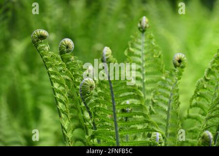 Verde giovane felce cresce in natura in primavera contro a. sfondo verde Foto Stock