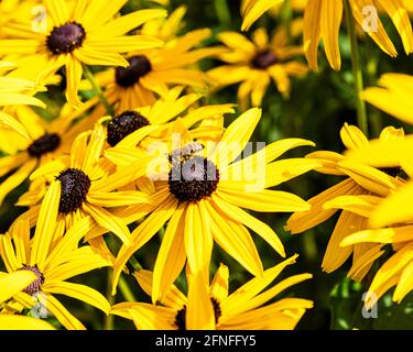 L'ape europea del miele, Apis mellifera, sul coneflower giallo, Rudbeckia Foto Stock