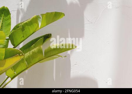 Verde rosa banana foglie sopra la parete bianca con ombre Foto Stock