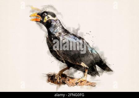 Comune collina mynna, uccello mynah. Uccello nero asiatico parlante. Acquarello, illustrazione acquerello. Foto Stock