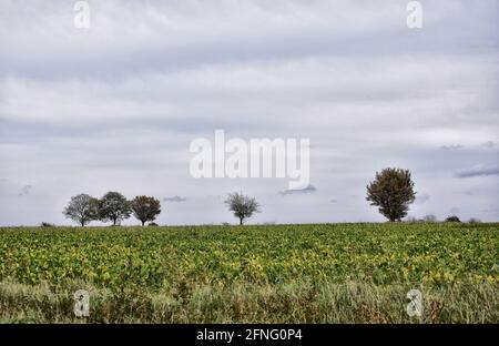 campo autunnale di barbabietola da zucchero, suffolk, inghilterra, regno unito Foto Stock