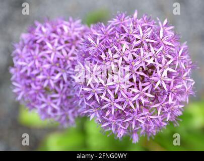 Un primo piano sul fiore all'aglio ti permette di ammirare la sua struttura è composta da molti piccoli fiori secondari con piccoli petali Foto Stock