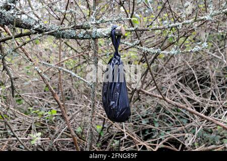 Una borsa nera, molto probabilmente contenente feci di cane, appesa da un cespuglio accanto a una strada in rurale Sussex orientale. Foto Stock