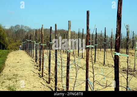 Alberi di mele recentemente piantati presso la fattoria di frutta Greenway nel cuore della campagna del Sussex orientale. Foto Stock