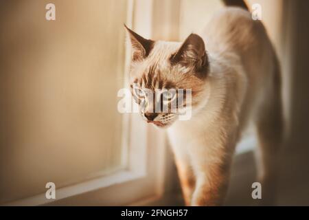 Carino gattino tailandese a righe si erge sul davanzale vicino alla finestra e guarda, leccando. Un animale domestico. Messa a fuoco selettiva. Foto Stock