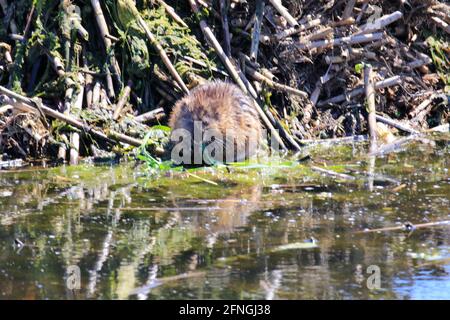 Un muskrat Ondatra zibethicus seduto sulla riva del Grand River, in Ontario, Canada. Foto Stock