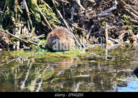 Un muskrat Ondatra zibethicus seduto sulla riva del Grand River, in Ontario, Canada. Foto Stock