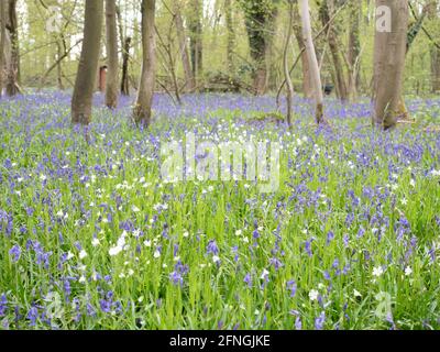 Atlantic Bluebell, Hyacinthoides non-scripta, Nord Reno Westfalia, Germania Foto Stock