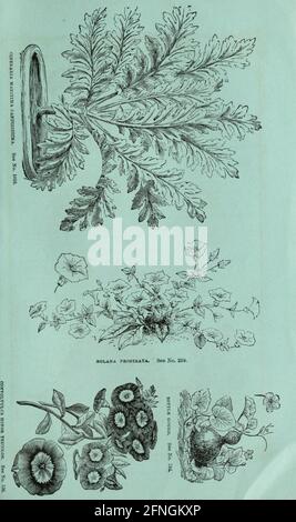 La guida del coltivatore dilettante di Washburn & Co. Al giardino di fiori & della cucina Boston, Messa. :la compagnia, 1876.