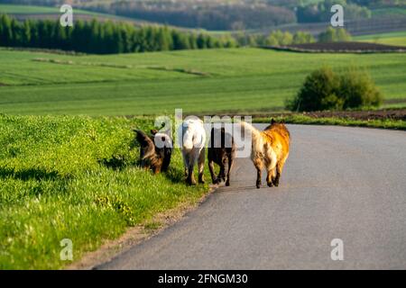 Un pacchetto di cani vaganti che vagano lungo la strada Foto Stock
