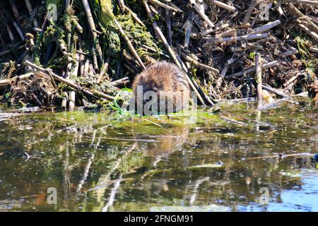 Un muskrat Ondatra zibethicus seduto sulla riva del Grand River, in Ontario, Canada. Foto Stock