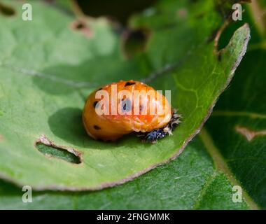 Larve di coccinella Foto Stock
