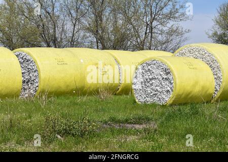 Balle di cotone in Quinlan Texas Foto Stock