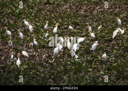 Un gregge di garzette bianche attende insetti per cibo in uno stagno riempito di giacinto d'acqua. Foto Stock