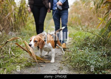 Una giovane coppia a piedi un cane nel parco Foto Stock