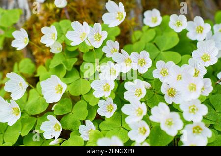 Sfondo di foglie verdi e fiori bianchi dell'Oxalis acetosella Foto Stock