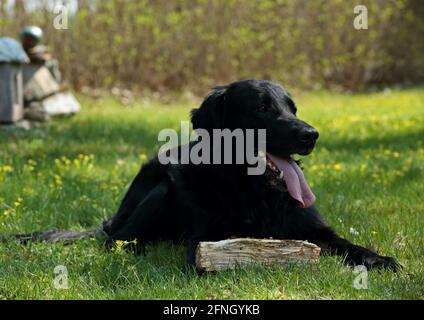 Un retriever piatto rivestito che riposa sul prato dopo aver giocato con registro Foto Stock