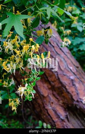 Honeysuckle che cresce selvatico nella foresta del Carolina del Sud con fuori mettere a fuoco la corteccia dell'albero sullo sfondo Foto Stock