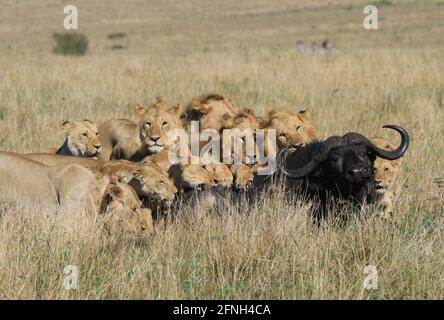 Il gruppo dei leoni poi procedette a soffocare e a strappare il bufalo. KENYA, AFRICA: Immagini STRAZIANTI hanno catturato il momento un coraggioso due-esimo Foto Stock