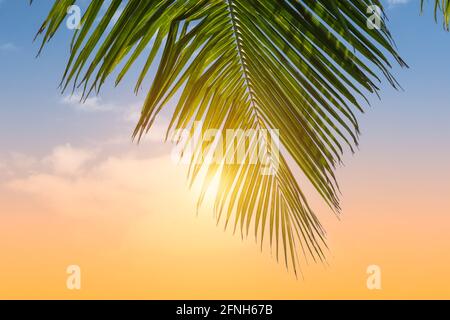 Palm leaf against sunny sky. Foto Stock
