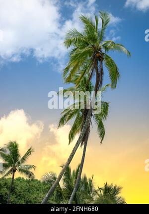 Palme nel cielo colorato del tramonto. Foto Stock