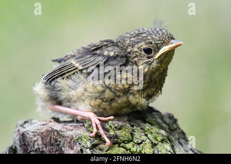 Il robin europeo (Erithacus rubecula) vicino Letovice, Repubblica Ceca, 16 maggio 2021. (Foto CTK/Petr Svancara) Foto Stock