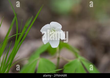 Legno Anemone fiori in primavera Foto Stock