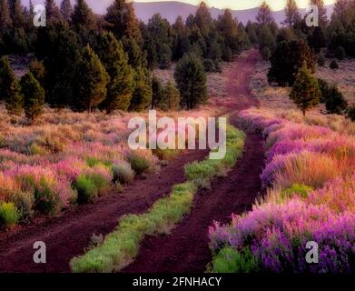 Lupin strada fiancheggiata. Vicino a Lakeview, Oregon Foto Stock